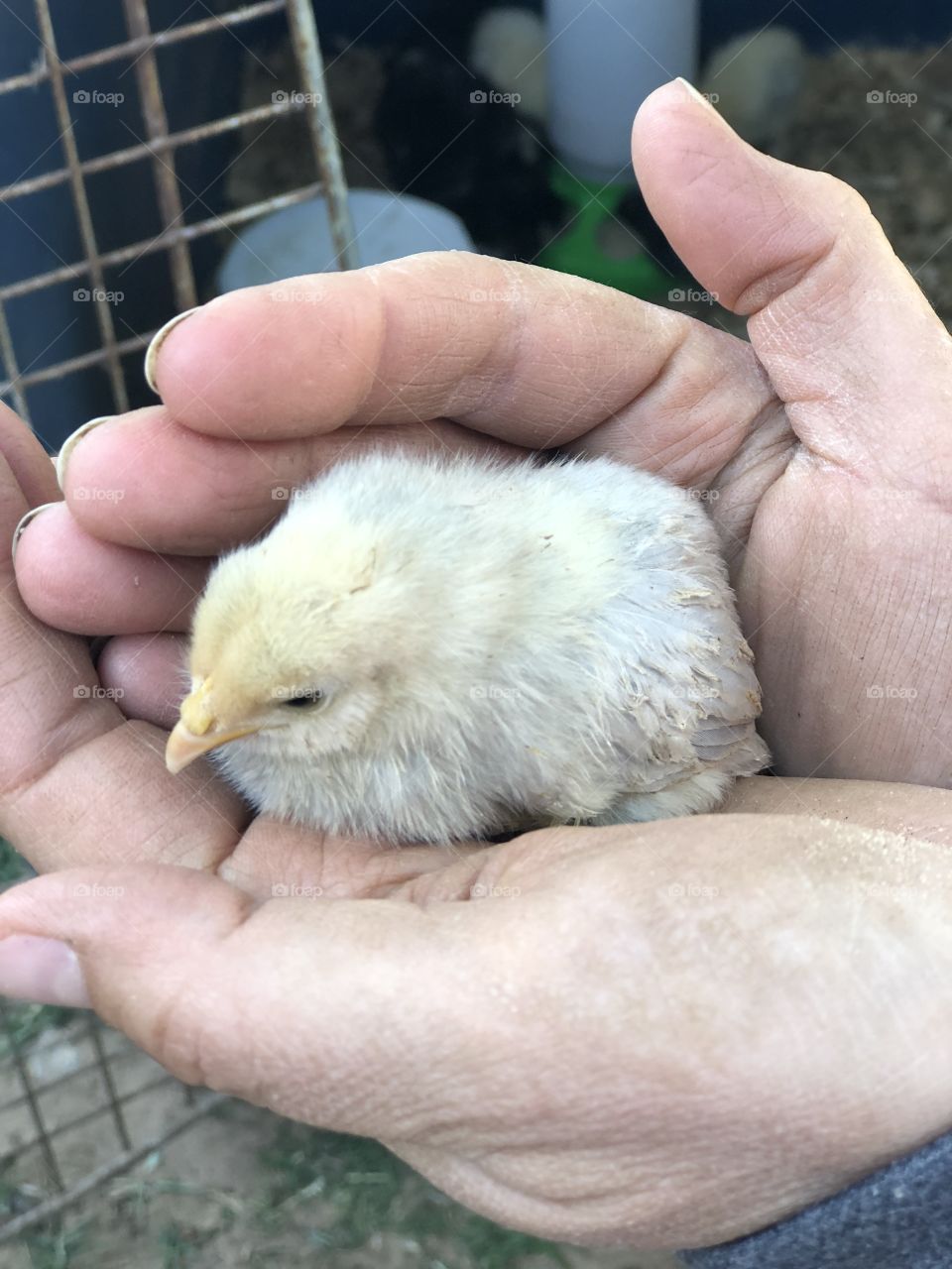 Little yellow baby chicken being held