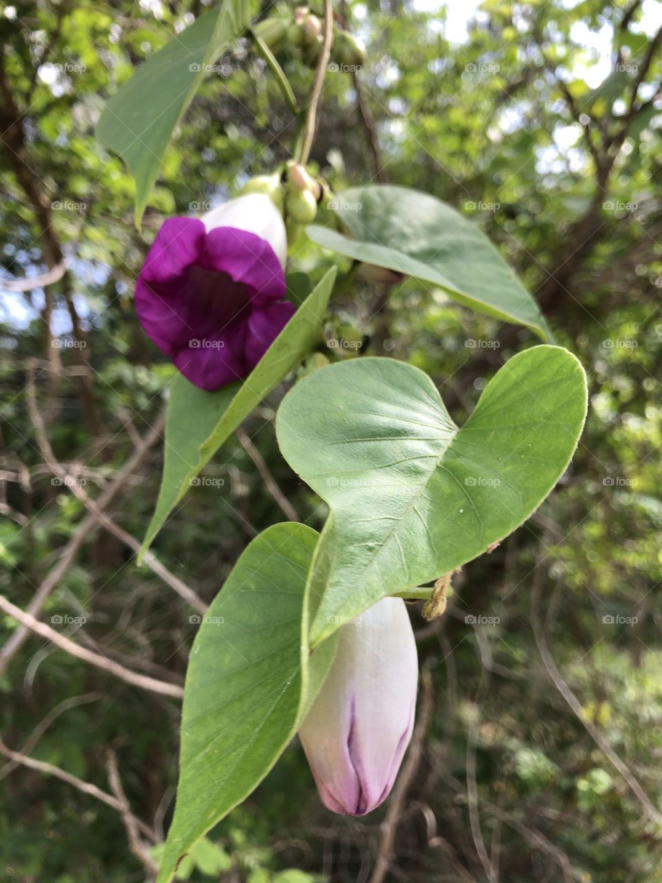 Plants around us, Countryside ( my garden 6