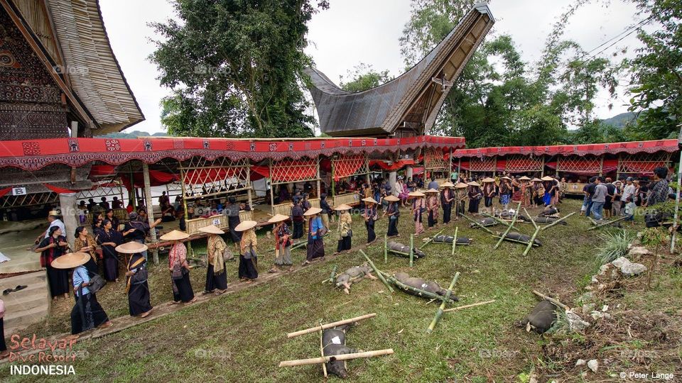 rambu solo" party in toraja... a grave party moment that give a mistic mean of this culture in Toraja.. 
all of family come from many place to give respectation for the death person... very nice..