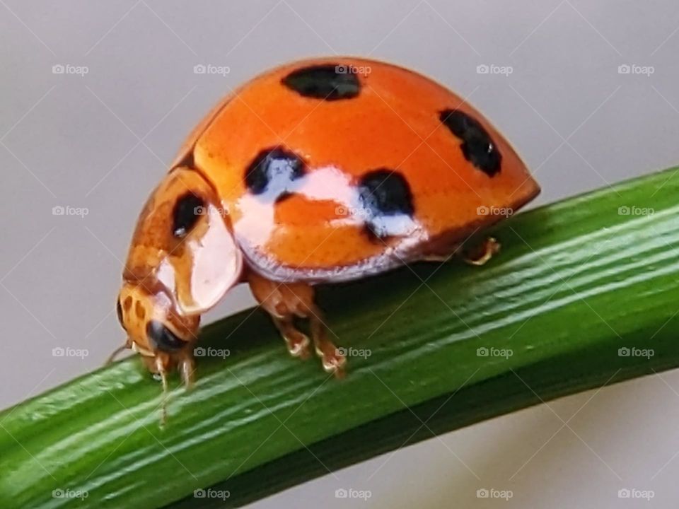 ladybug🐞