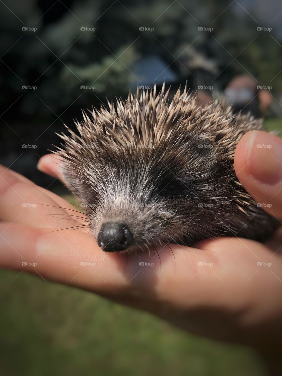 Hedgehog