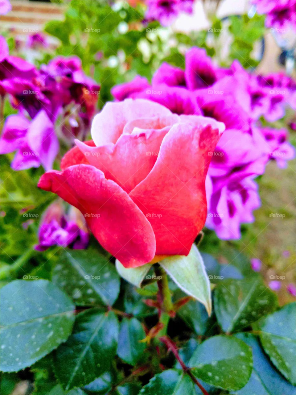 Rose