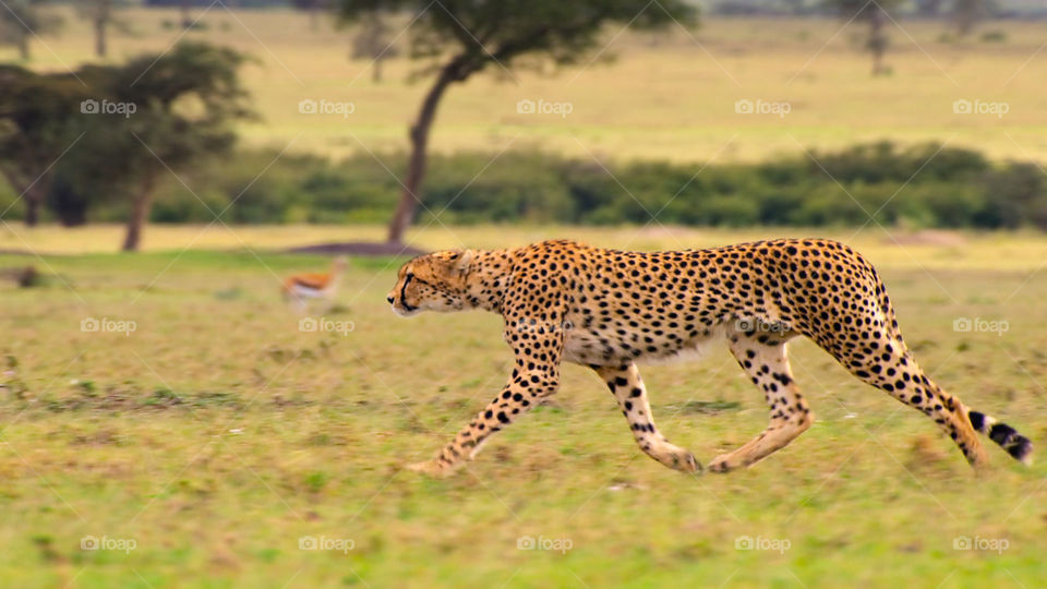 Giaguaro nella savana