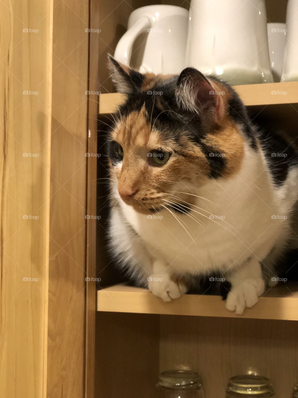Cat in the cupboard 