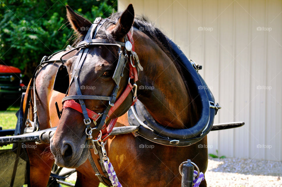 Bridled horse looks on