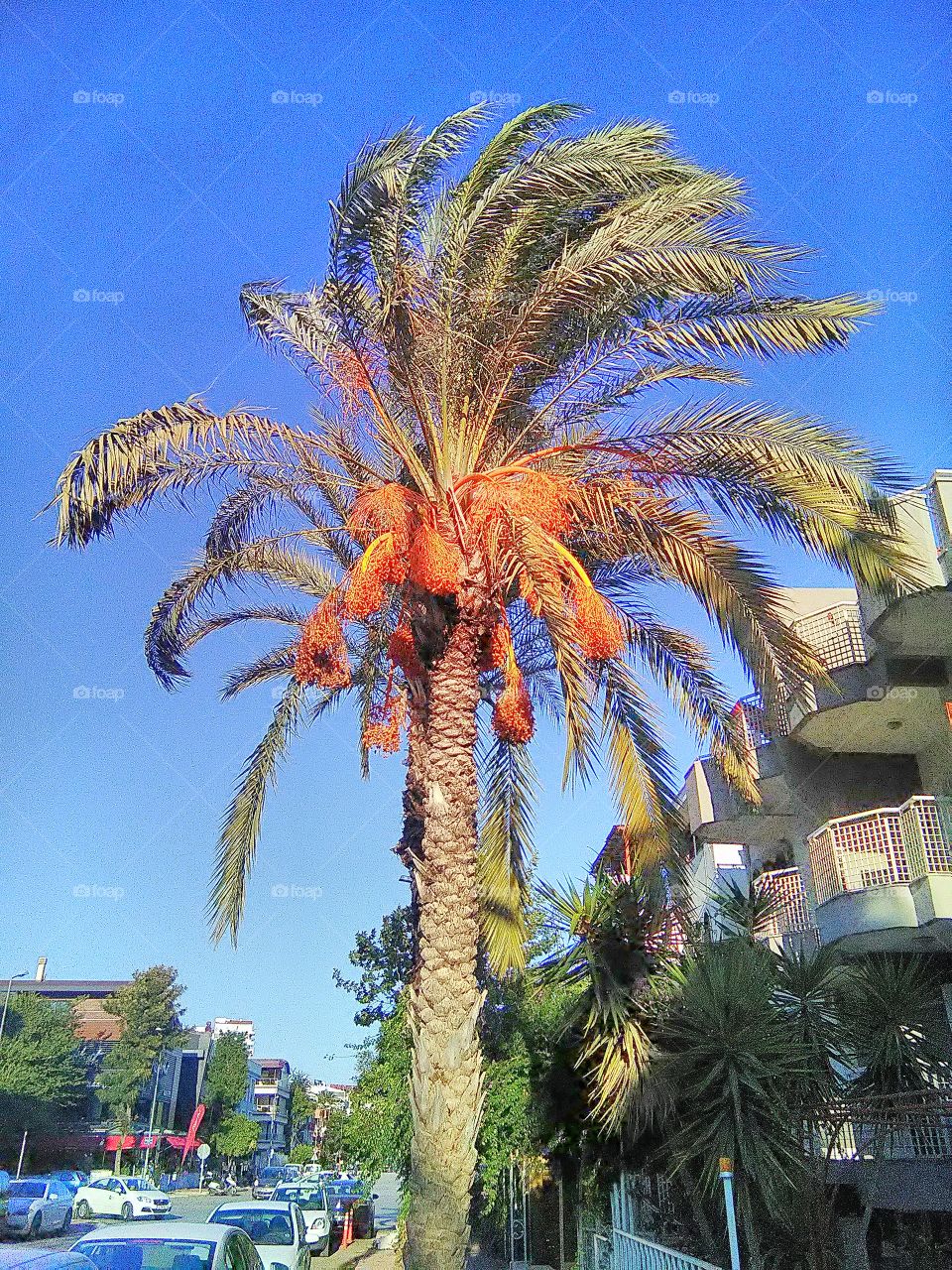 Amazing palms in Antalya.