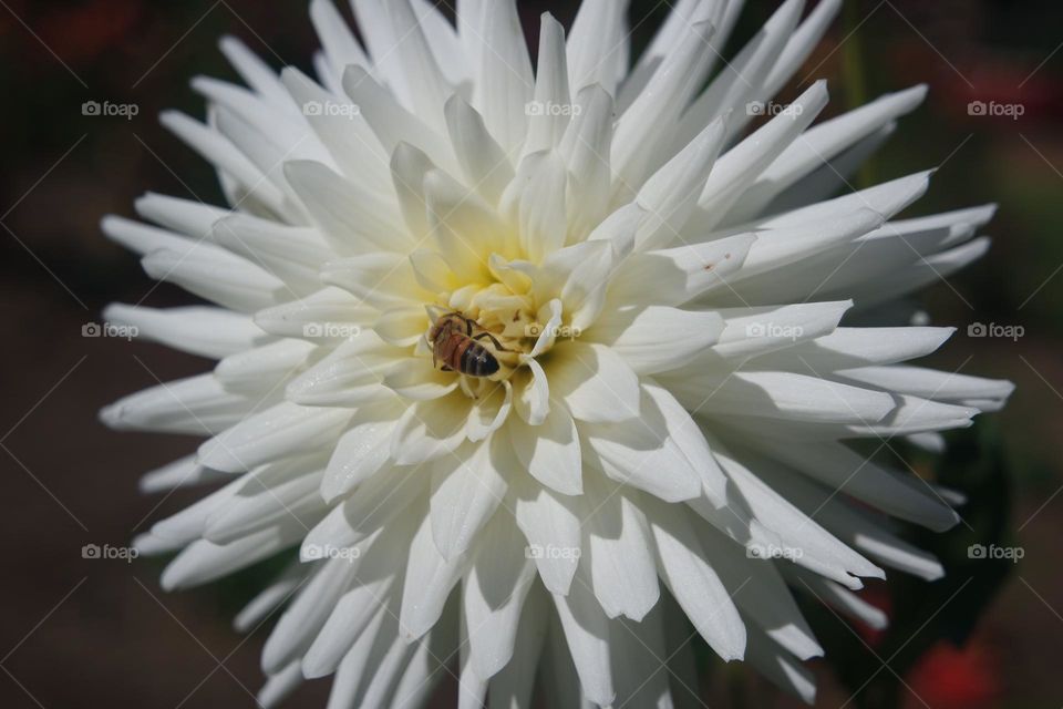 Bee in the new flower
