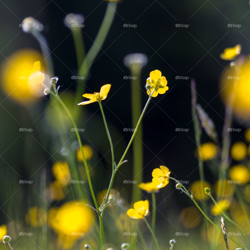 Yellow Wildflowers 