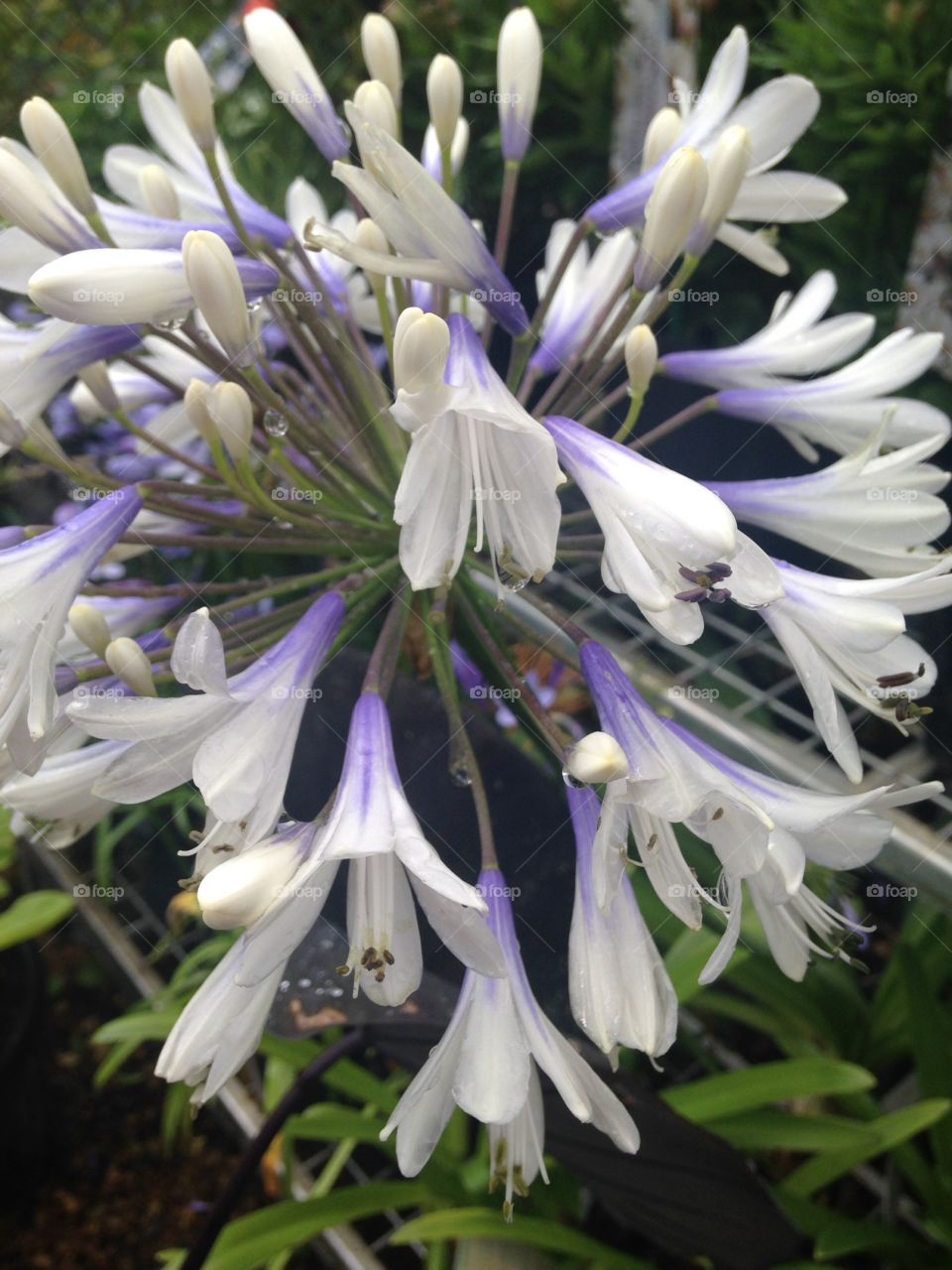 Agapanthus Queens mother 