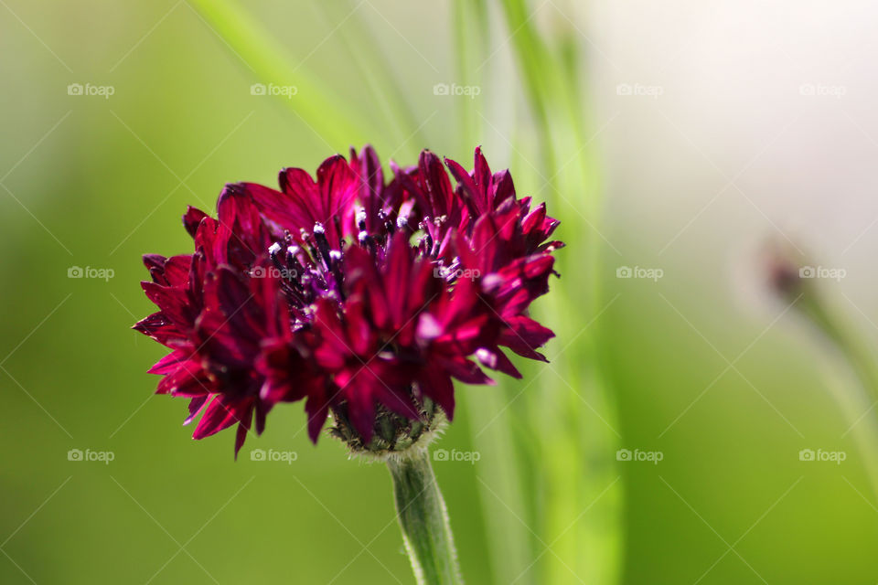 Cornflower, field flower, meadow flower, flower