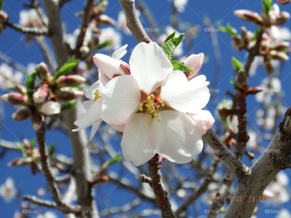 Almond tree with white blooms against blue skies.