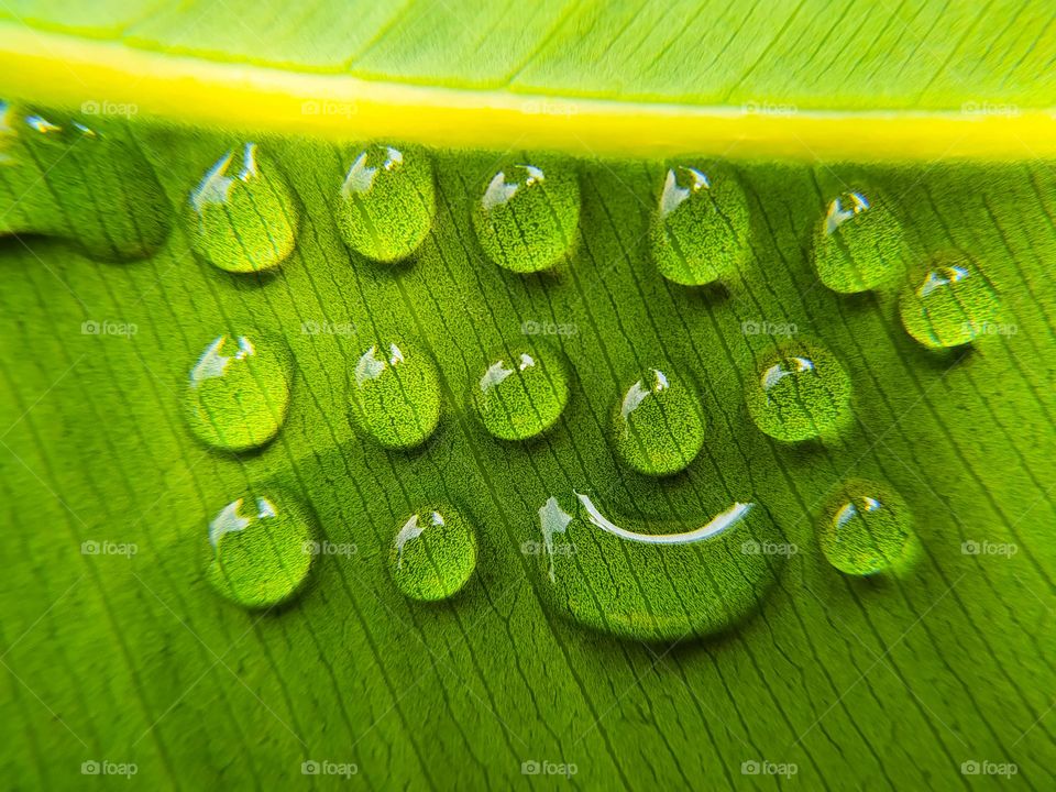 Water drops on green leaf macro close up. Natural background with copy space