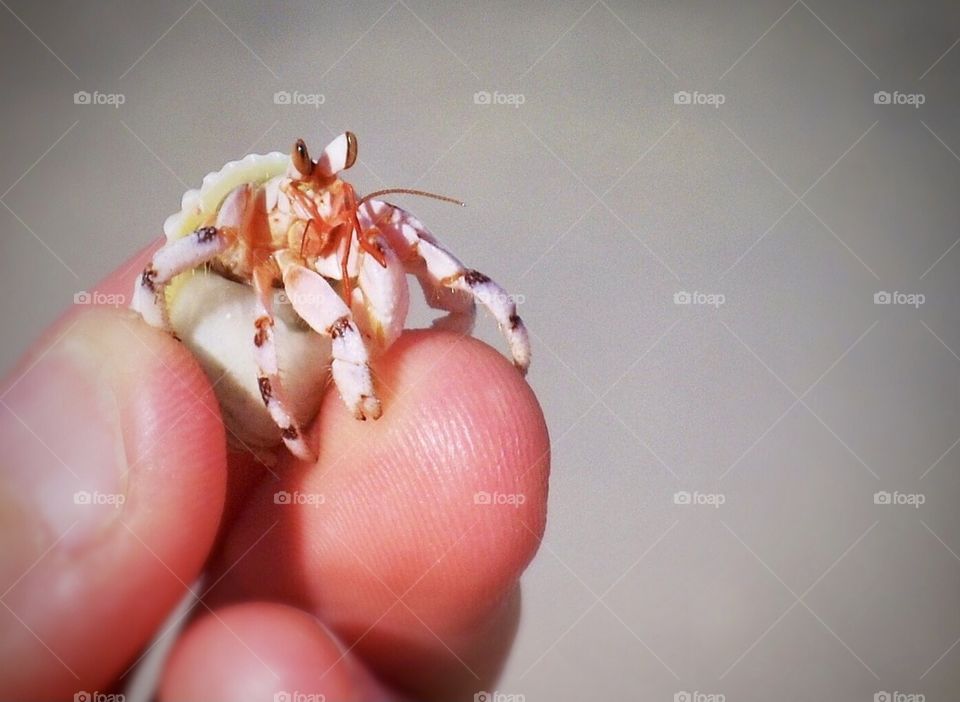 Hand gently holds a petite hermit crab on a beach in sunny weather. Kwajalein Atoll, Marshall Islands 