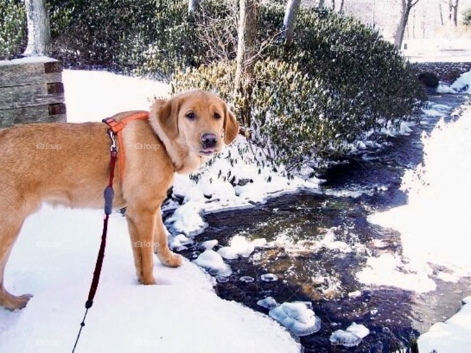 Dog on snowy cliff