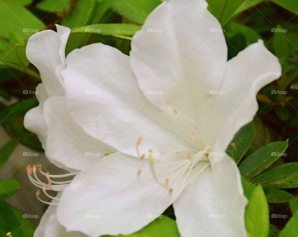 White Azalea 