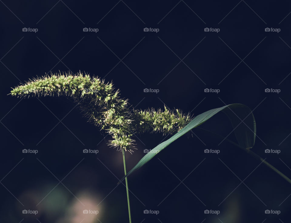 Green foxtail millet