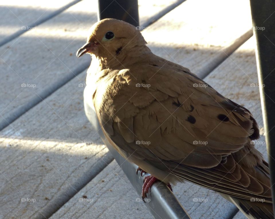A dove perching under chair