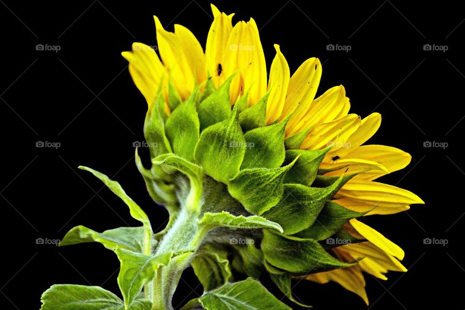 Shy sunflower