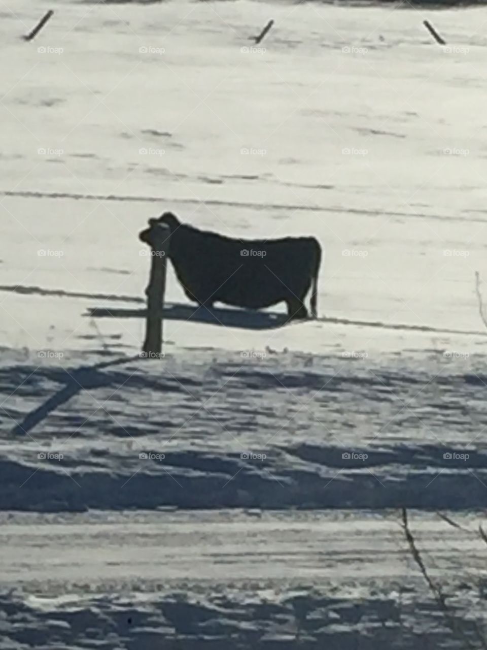 The livestock Jan 27 after a big snow fall are up to there Bellies in the snow making it hard to get around.