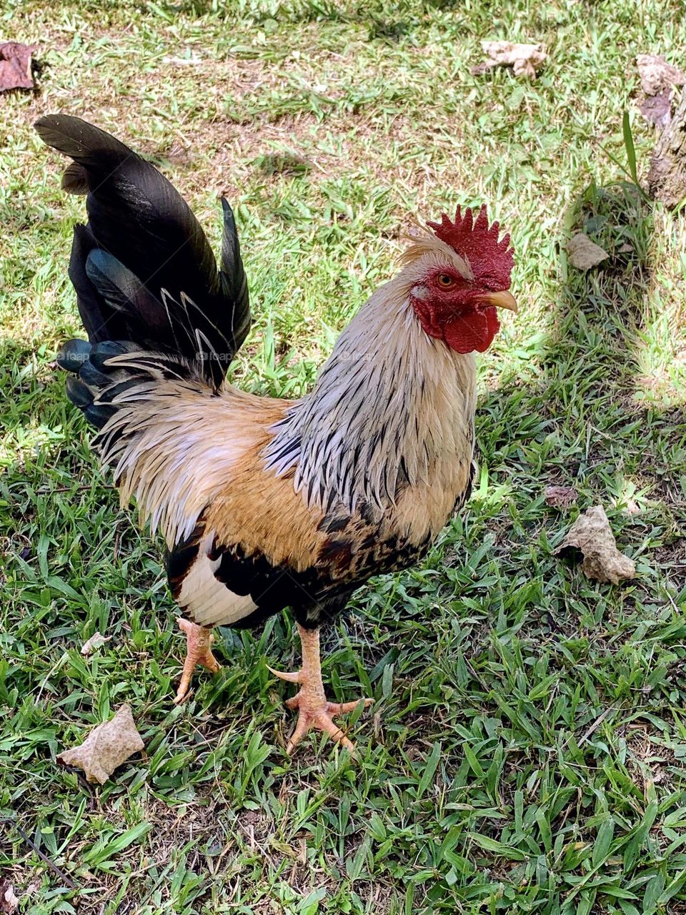 Beautiful rooster 