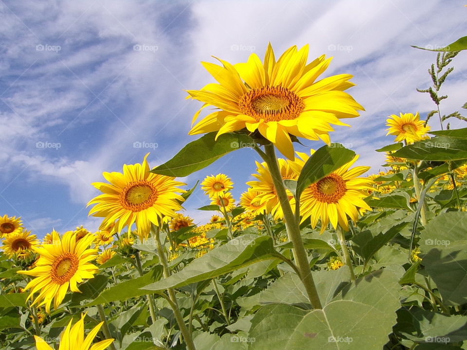 Beautiful sunflowers with a blue sky and white clouds 