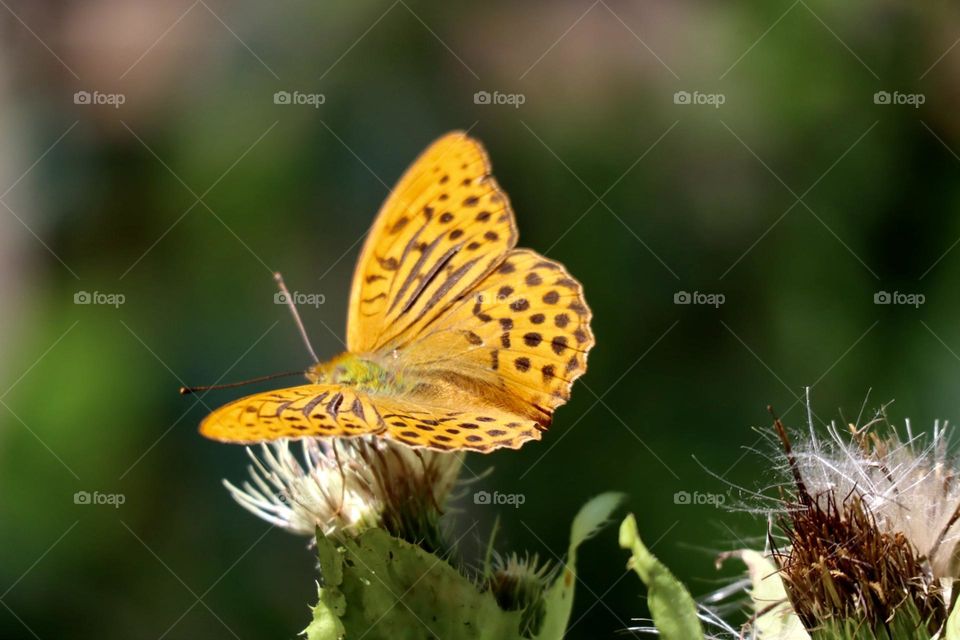 Yellow butterfly 