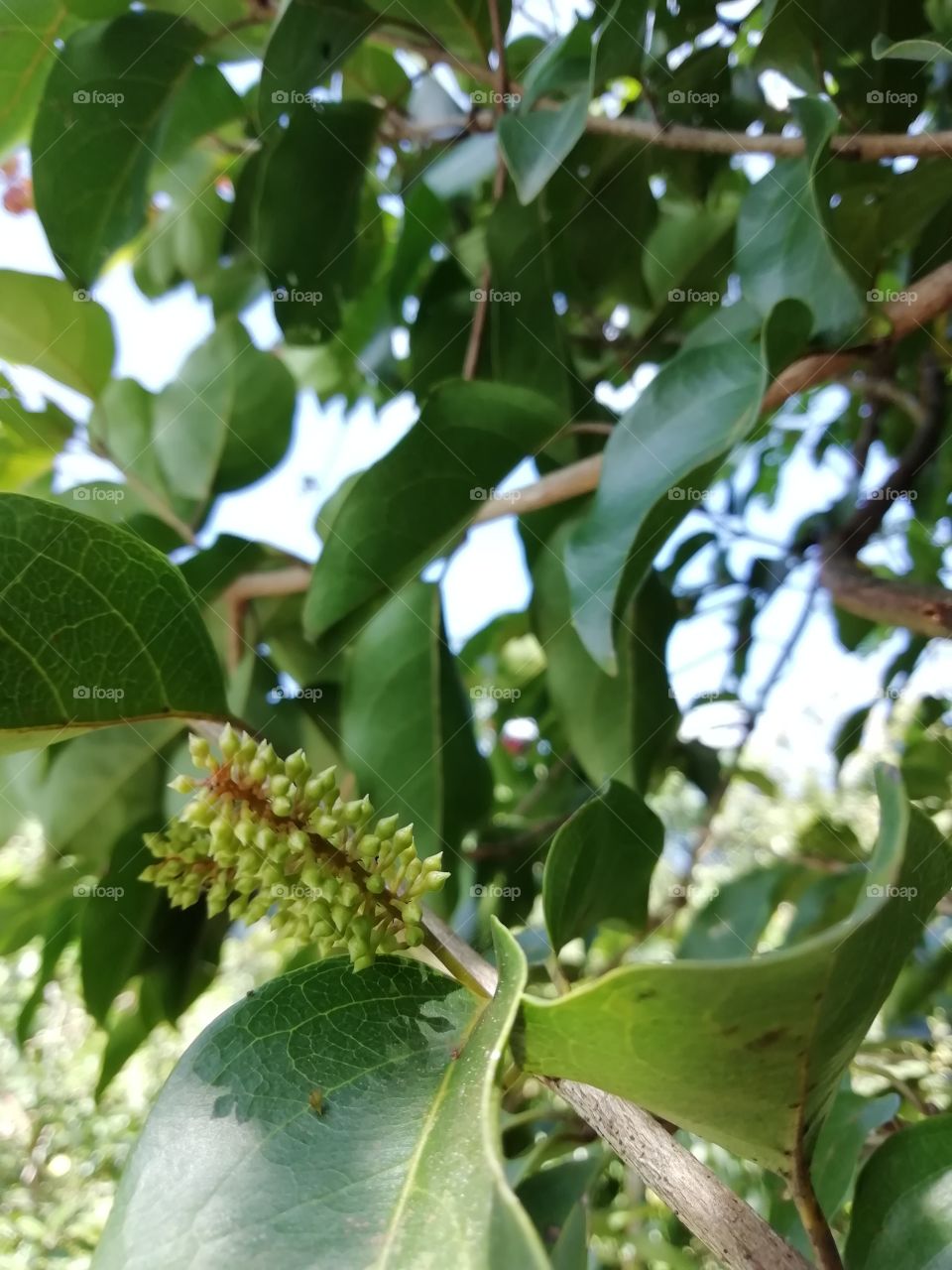 Close up snap of a buds