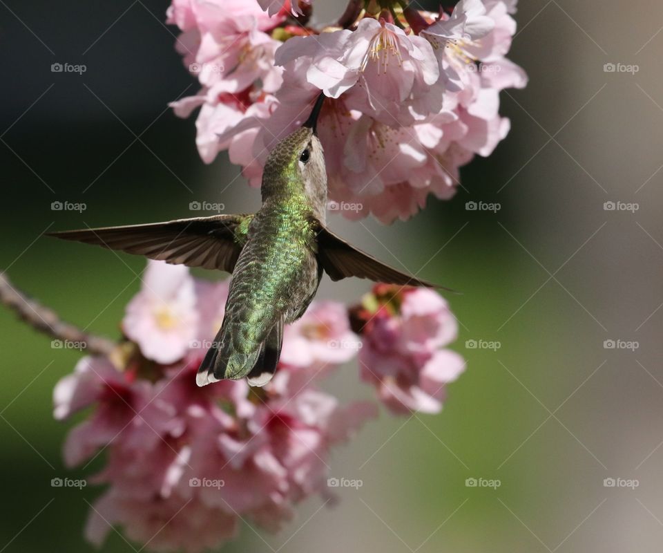 Hummingbird in cherry blossoms 