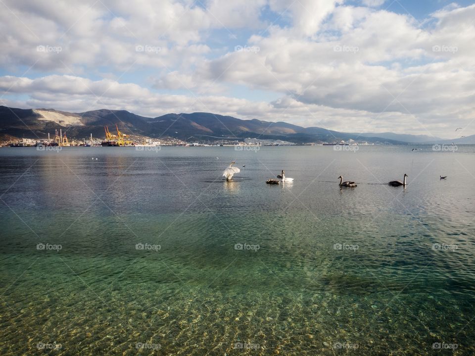 Swans on the sea.