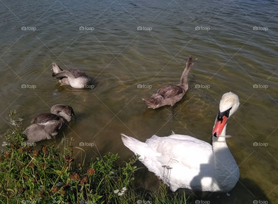 swans family on a lake summer landscape