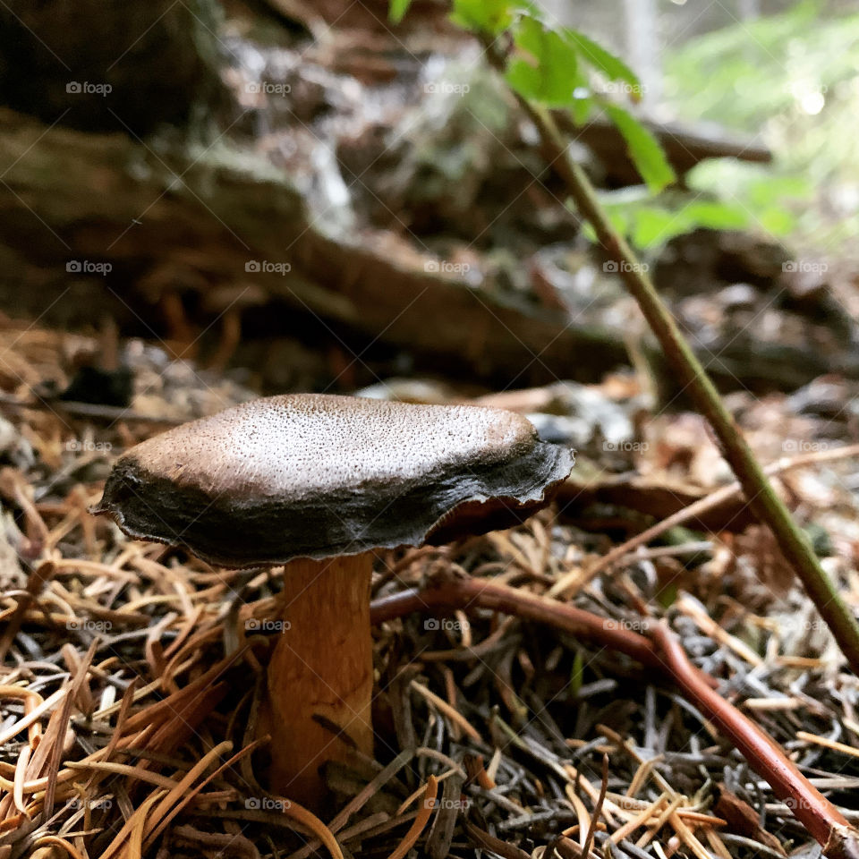 Lone mushroom 