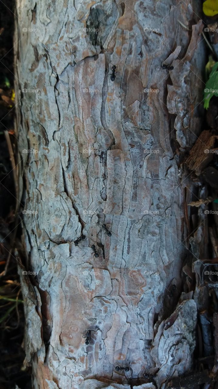 tree bark
