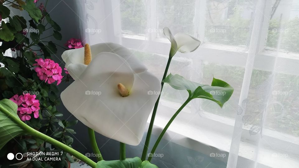 calla lilies
