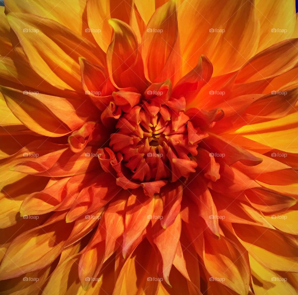 Dahlia 