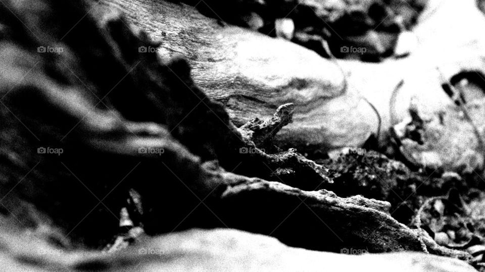 black and white wood