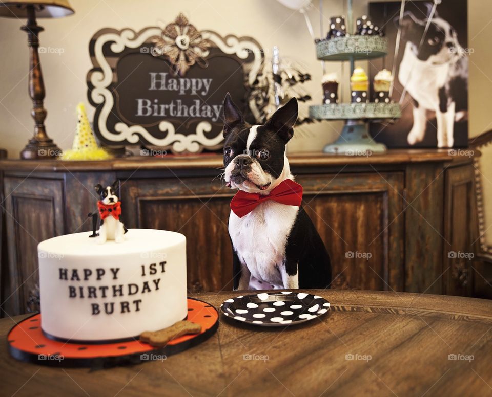 Boston Terrier Birthday
