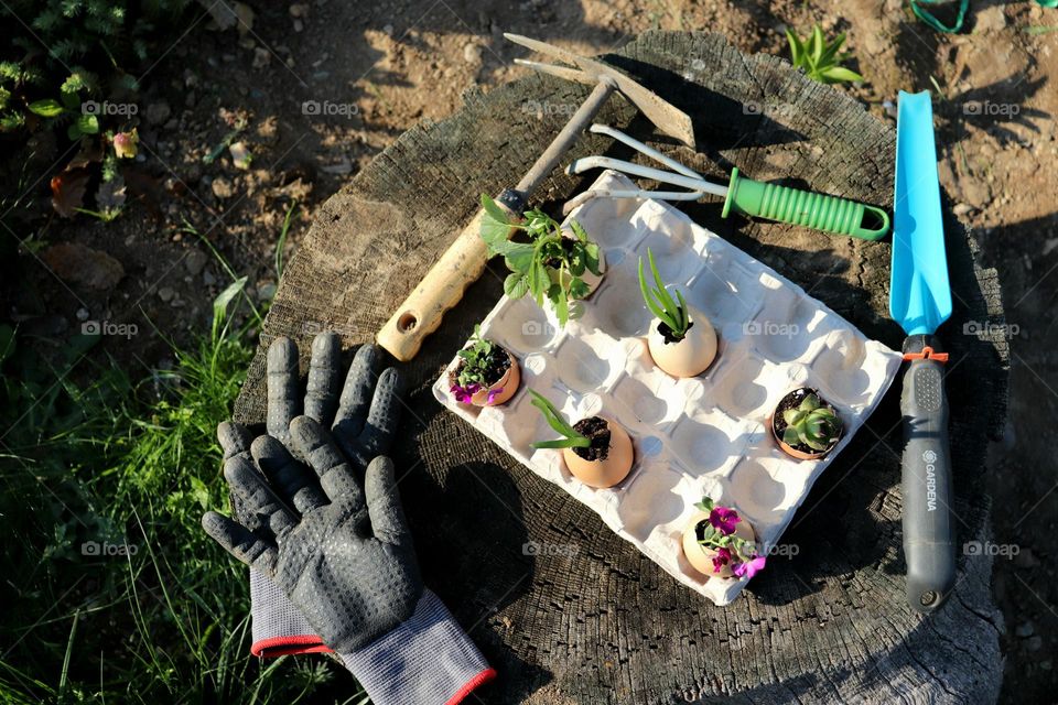 Plant Plants to Celebrate Earth Day