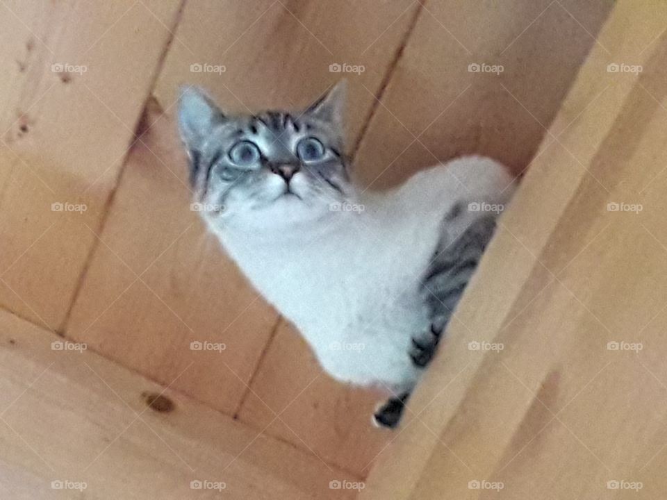 my cat under the roof