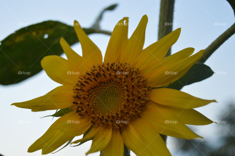 yellow sunflower