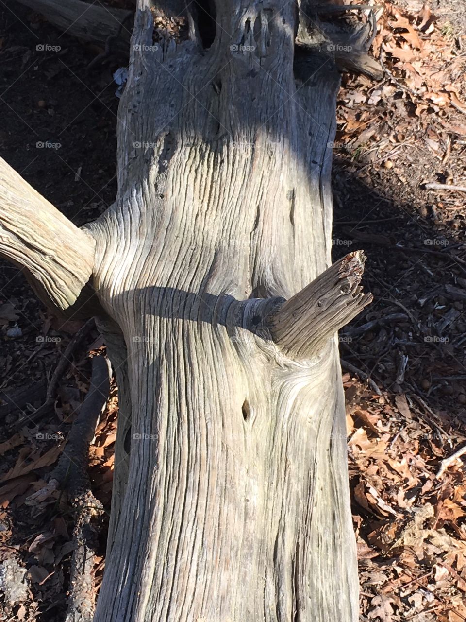 Old weather worm tree.