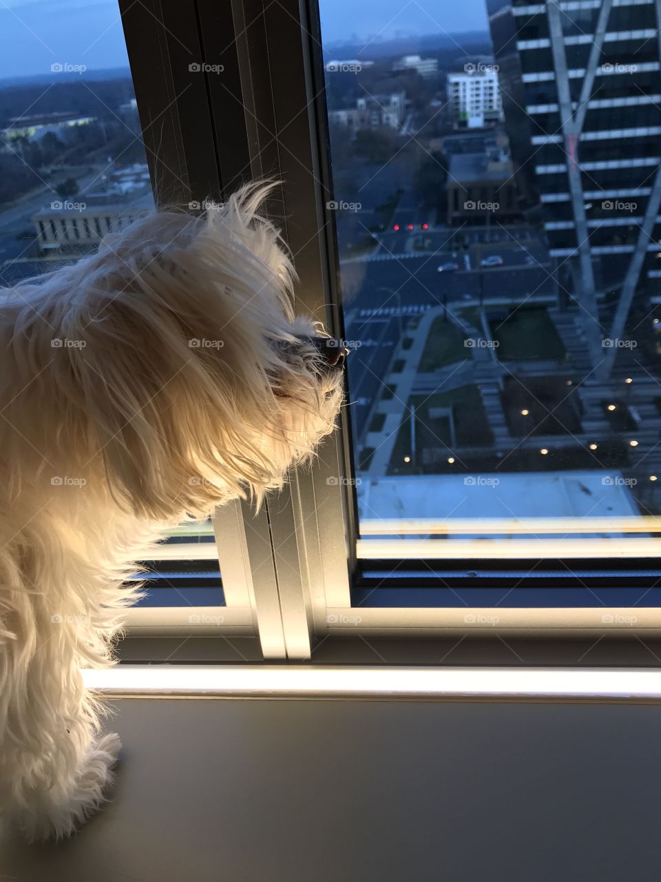 Just a dog starring out the window waiting for his mommy 