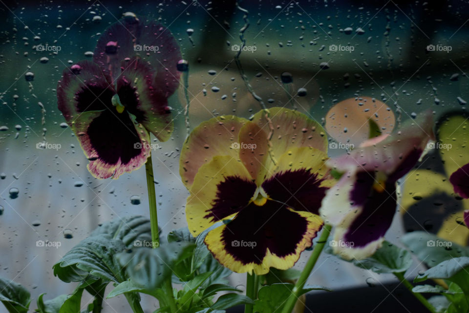 pretty rainy pansies