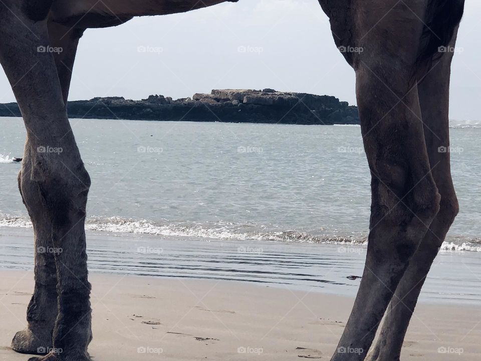 The horse s legs and beautiful view to island 