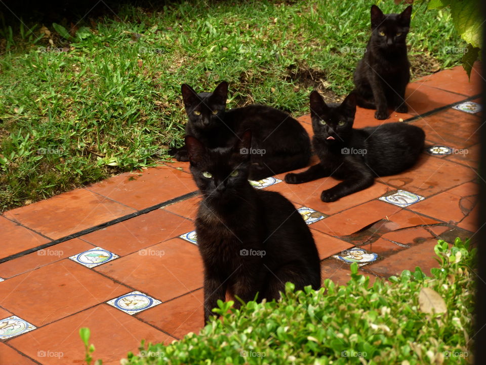 A shadow of kittens