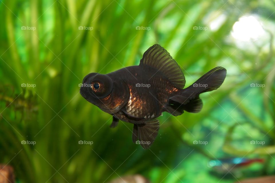 Cute goldfish 