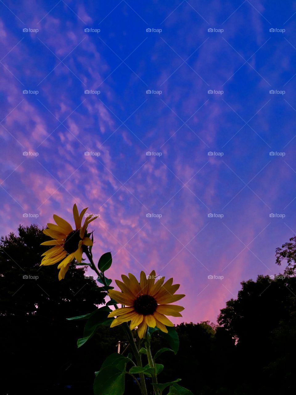 Sunflowers at sunrise 