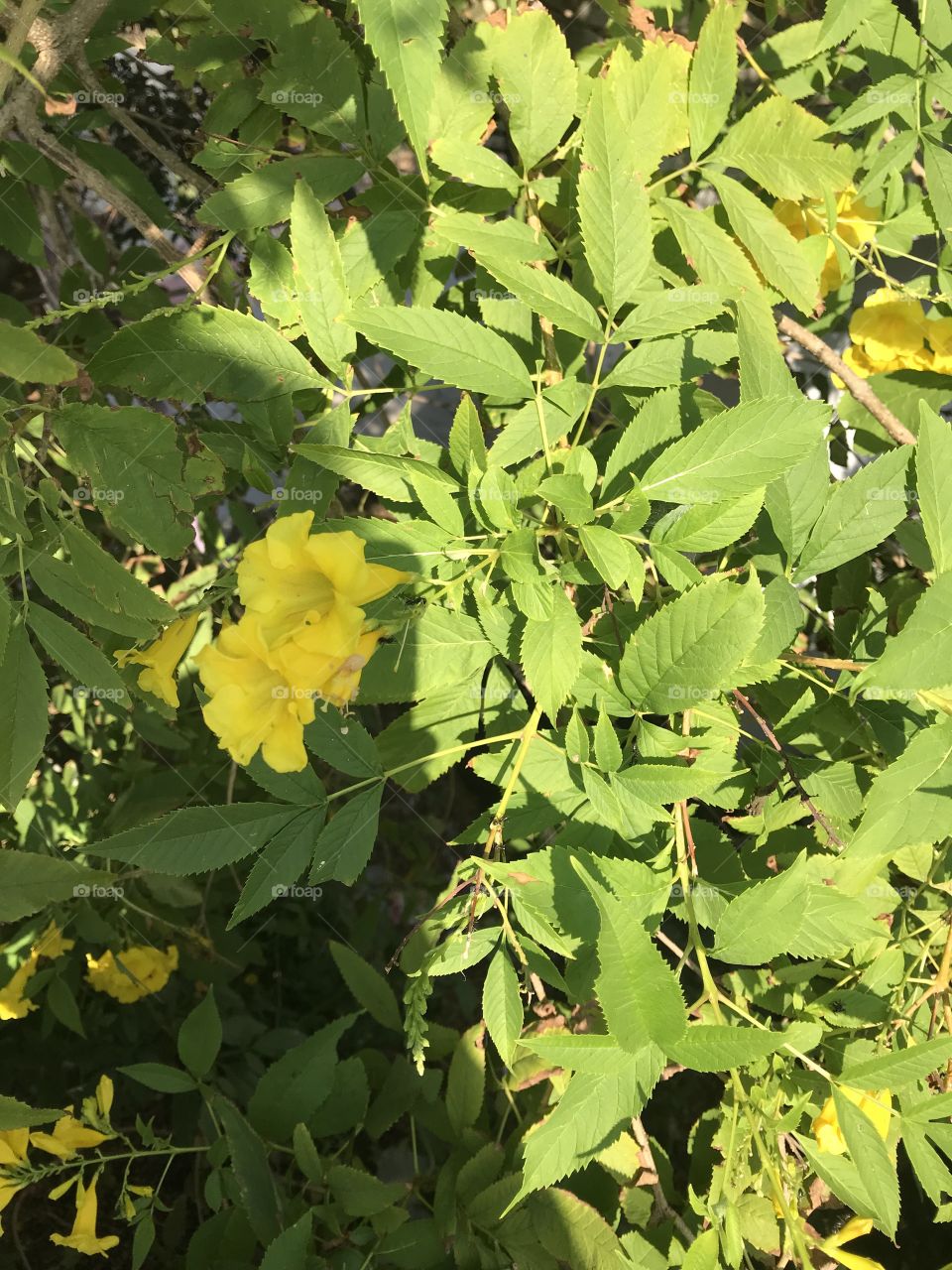 Leaf, Nature, Flora, No Person, Summer