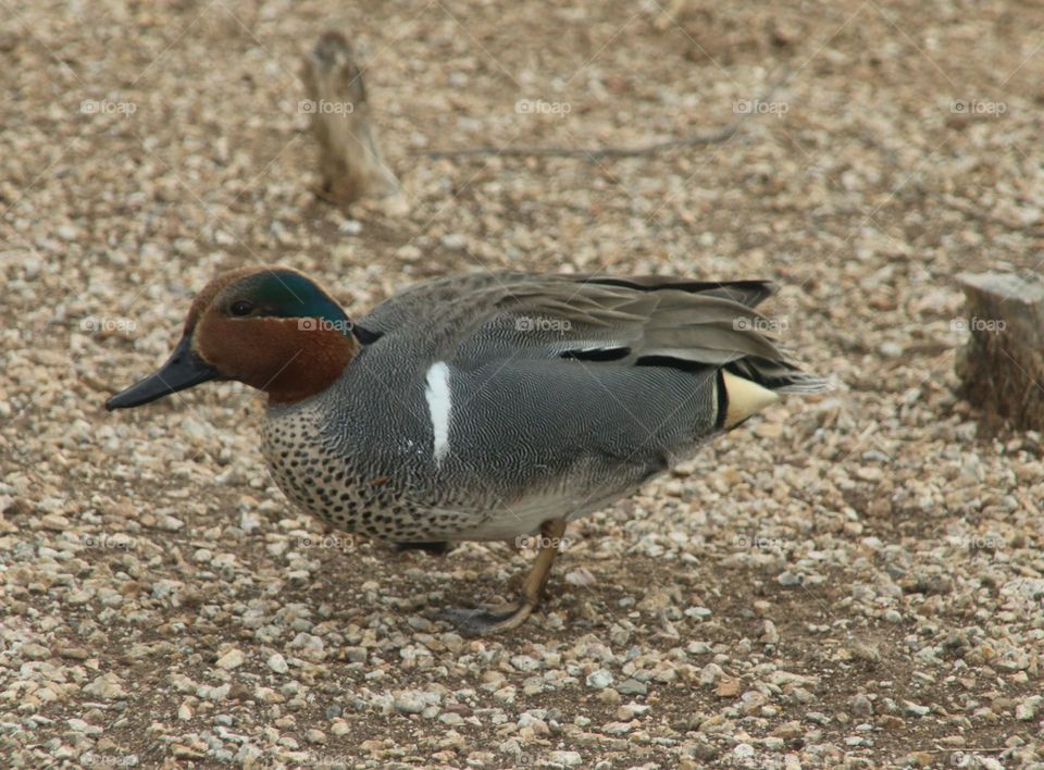 Green-winged Teal Duck at Lakeshore