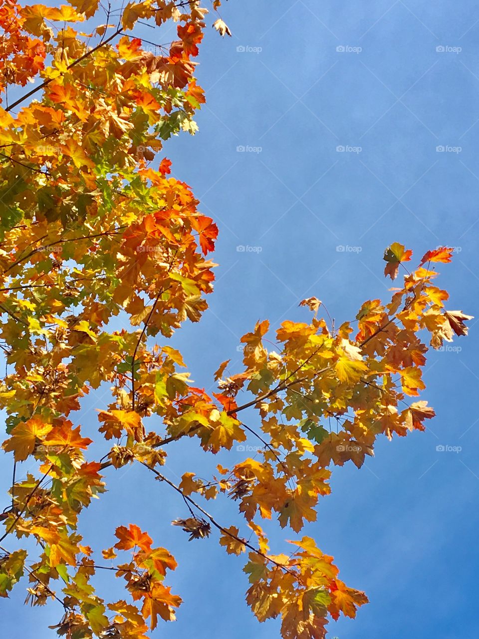 Colorful Maple leaves Branch 