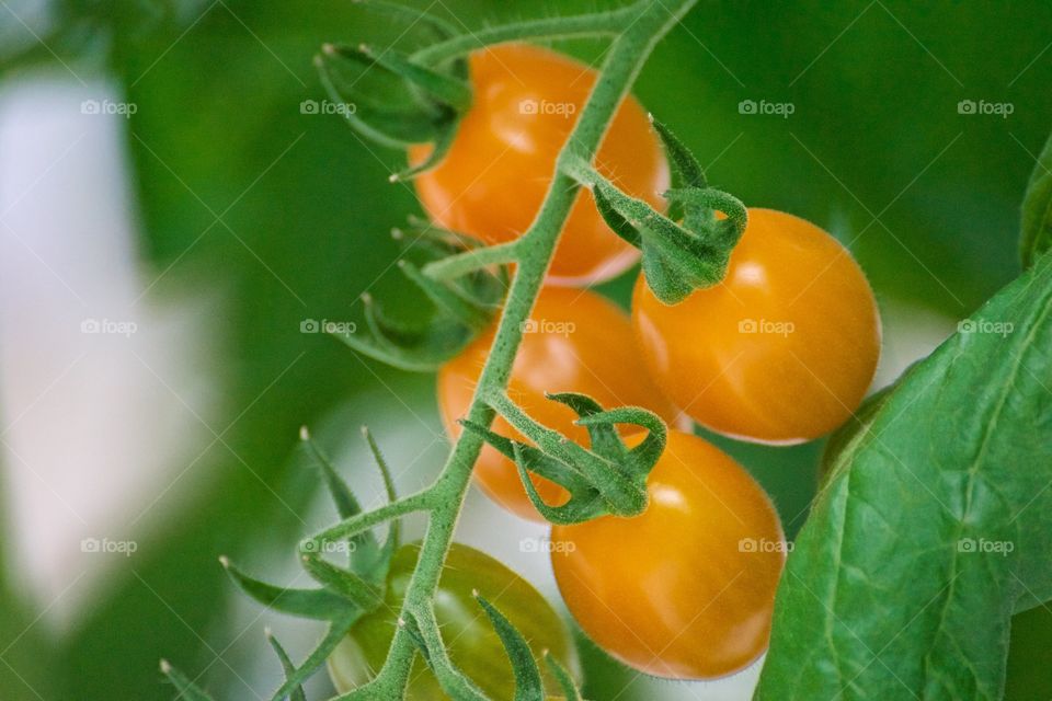 Onrange litle tomatoes